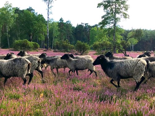 Heidschnucken, eine typische Schafrasse der Lüneburger Heide, auf einer Heidefläche.